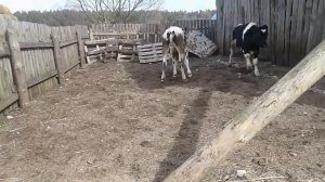 Какие бычки быстро растут?Голштины!