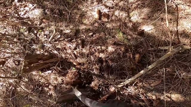 ОБАЛДЕЛИ ОТ ТАКИХ НАХОДОК — КОП МЕТАЛЛА В ЛОГАХ У ЛЭП