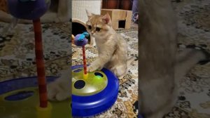 Подарили нашим "детям" новые игрушки!!!!!