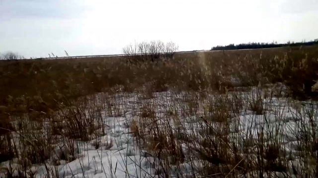 Снегоход Dingo T125. Катаемся на снегоходе в выходной. смотреть онлайн