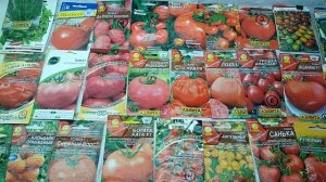 Комнатные томаты и огурцы