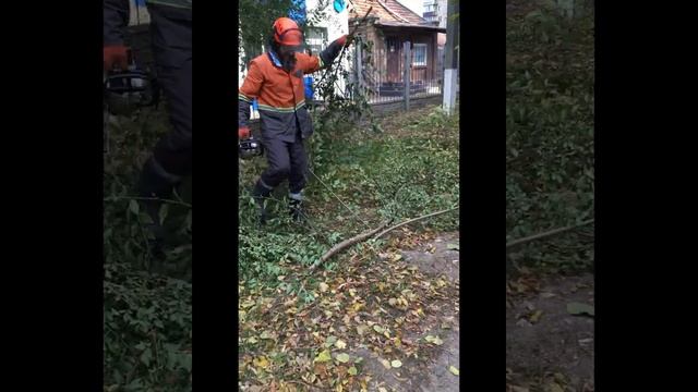 Удаление дерева в электропроводах. Removal of wood in electrical wires.