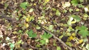 Исток реки Сейм.