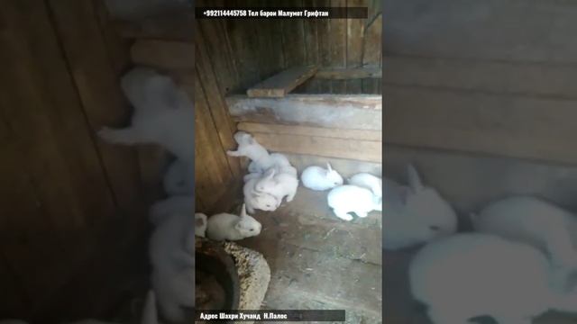 Харгушбачахои Фуруши Колифорыскй