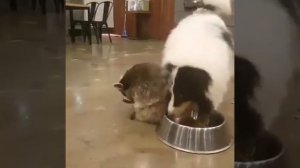 Енот беесовестно ворует еду у собаки