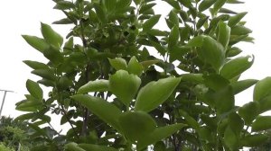 Выращивание хурмы. Цветение