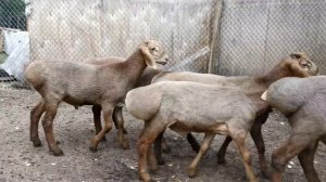 Рыжие гиссарские ягнята 4-5мес