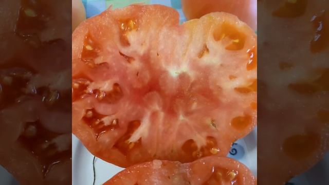 КОРНЕЕВСКИЙ КРУПНЫЙ РОЗОВЫЙ. Ярославская обл. смотреть онлайн