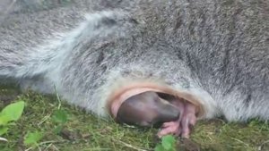 кенгуренок