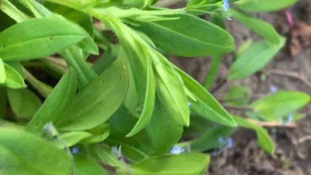 Милый цветок полевой, злостный сорняк в огороде! смотреть онлайн