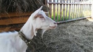 Козу покусали осы. Оказание первой помощи