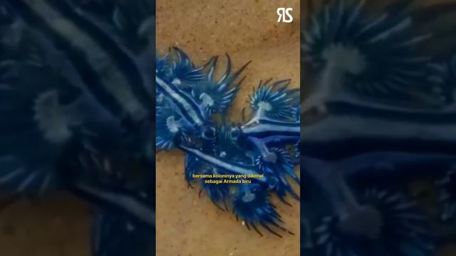 Naga laut, Glaucus atlanticus #fakta #hewan #laut