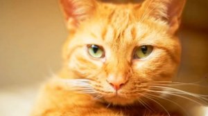 Рыжий мальчик и рыжий кот. Автор Наталья Савенко.