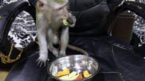 Макака Боня выбирает фрукты )