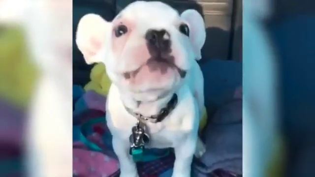 Самые смешные животные 2023 ?- ПРИКОЛЫ С ЖИВОТНЫМИ- Приколы с котами и собаками?? #7 смотреть онлайн