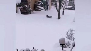 Подборка смешных животных 6 ? Приколы с котами и собаками ?