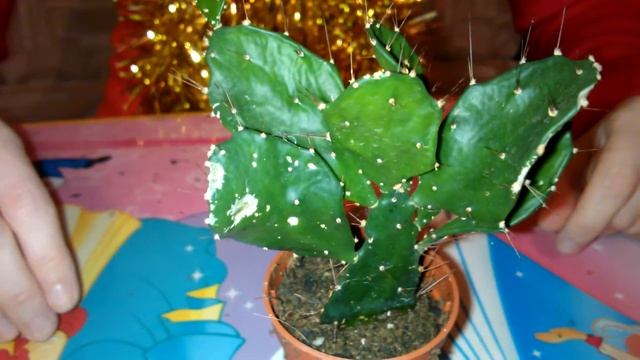 Мои комнатные растения. Опунция: борьба с вредителями и болезнями смотреть онлайн