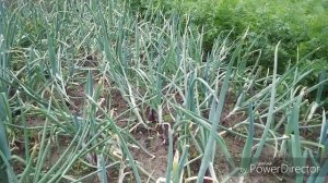 В июле о луке.Посев лука чернушки в июле