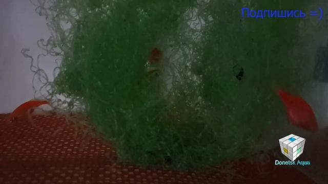 Данио, Danio rerio, нерест рыбок, Laichfische, 產卵魚, pesci d'acquario, poissons reproducteurs смотреть онлайн