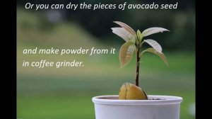 Best fertilizer for avocado. Самое лучшее удобрение для авокадо. Engrais magique pour avocatier.