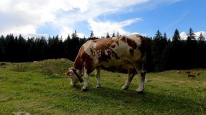 5 советов для покупки недвижимости в Крыму. Плюсы полуострова для жизни и инвестиций