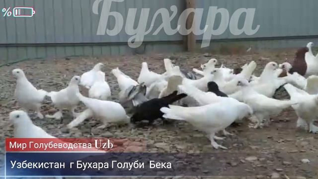 #Бухарские #Голуби   БЕКА ГОЛУБИ #Tauben #Pigeons