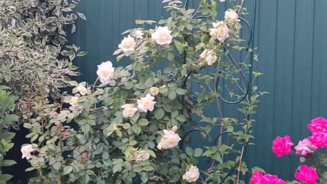 05.07.22 Роза Эльф и самый красивый Дельфиниум в моем саду. Лук Эксибишен и Шалот подрастают. смотреть онлайн