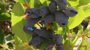 Жимолость съедобная Войтек (lonicera edulis voitek) ? обзор: как сажать, саженцы жимолости Войтек