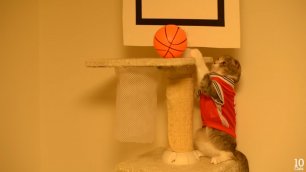 Коты играют в баскетбол