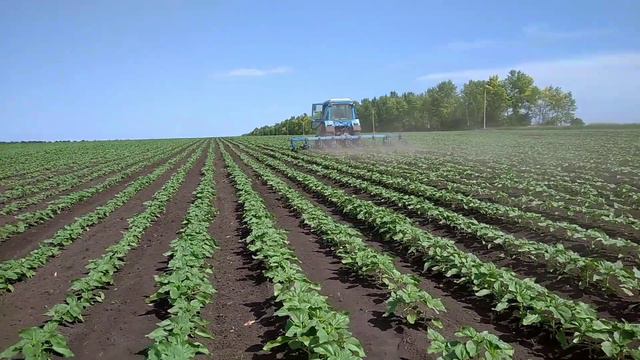 МТЗ 80.1 МЕЖДУРЯНАЯ КУЛЬТИВАЦИЯ ПОДСОЛНУХА! смотреть онлайн