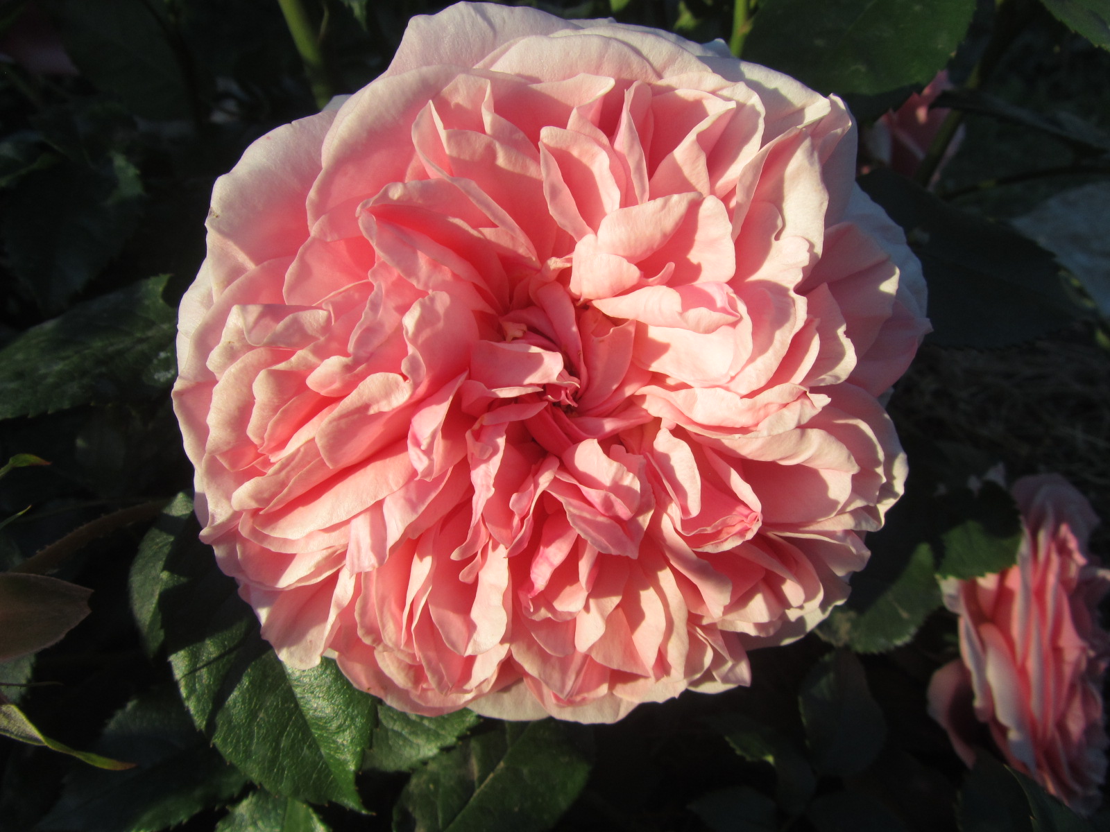 Черенкование роз. Есть нюансы...wmv смотреть онлайн