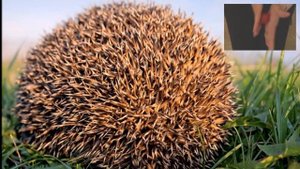 009  Самомассаж Катится колючий ёжик