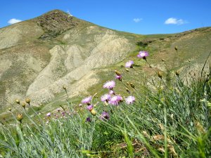 Невероятный вид на зеленые и цветущие холмы! Цветет гвоздика и василек!