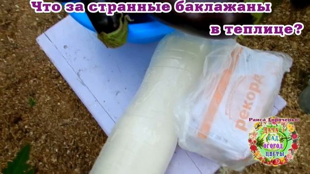 Что за странные баклажаны в теплице? смотреть онлайн