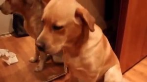 Собака разгромила квартиру