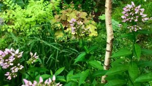 Флокс «Бутоник «