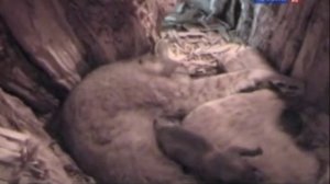 Рейтинг Баженова самые опасные животные России часть11