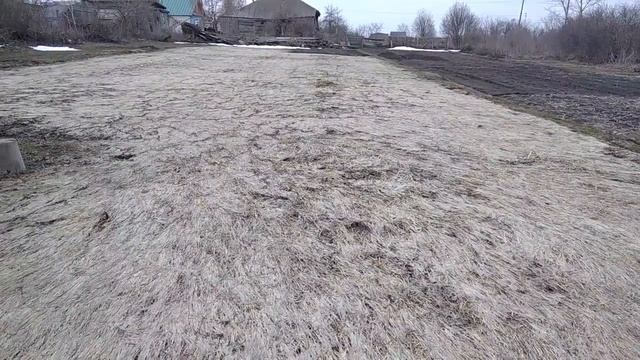Результат эксперимента с сидератом весной и почему мыши не тронули участок с сидератом.