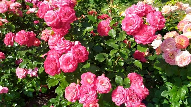 Роза Мидсаммер(Midsummer) смотреть онлайн