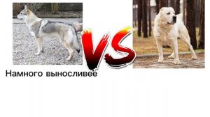 Волкособ против Алабая