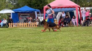 ПП 263 Хельген Хаус АНТЕЙ / Моно немецких овчарок ПК БРОННИЦЫ 10.08.2024