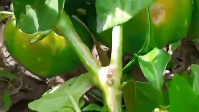 Какой перец после гусеницы Совка! смотреть онлайн