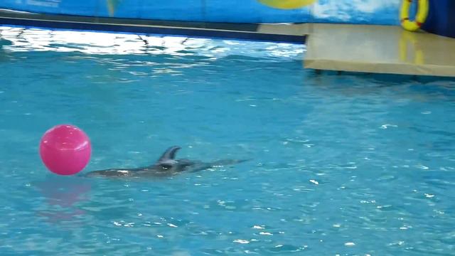 Дельфинарий смотреть онлайн