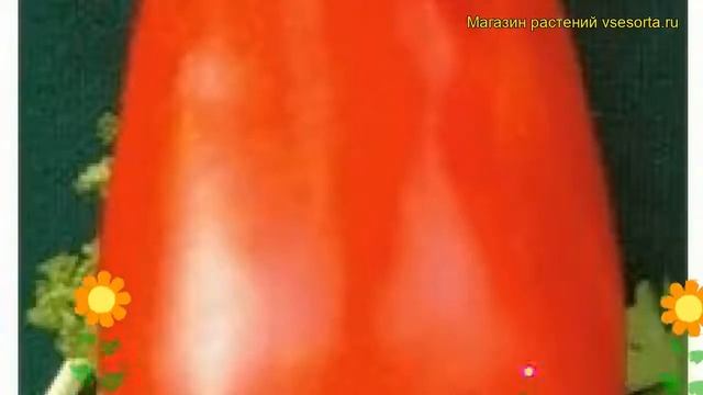 Томат обыкновенный Даренка. Краткий обзор, описание характеристик, где купить семена смотреть онлайн