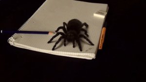3D реалистичный паук рисунок