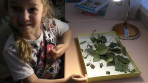 Июньские жуки, раньше были майские ) / Bugs in Moscow
