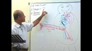 Fetal Circulation | Embryology | Dr Najeeb