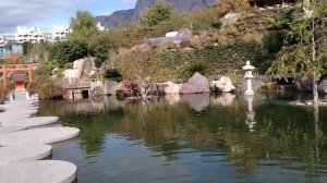 Кормление карпа кои в японском саду «Шесть чувств» в Крыму