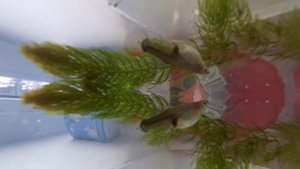 КАК ГУППИ РОЖАЕТ МАЛЬКОВ