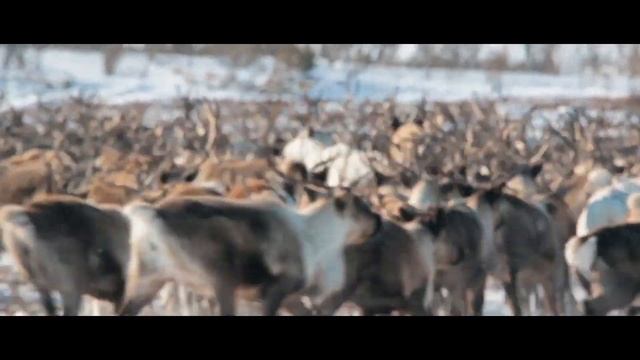 В поисках танцев Палана